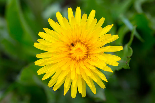 istock Yellow dandelion on a background of green grass 937495922