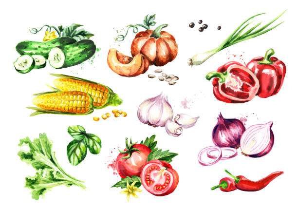 大きな野菜を設定します。水彩の手描きイラスト、白い背景で隔離 - corn on the cob corn corn crop white background点のイラスト素材／クリップアート素材／マンガ素材／アイコン素材