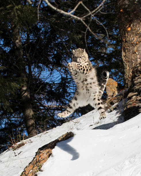 istock Snow Leopard cub in the snow 937499056