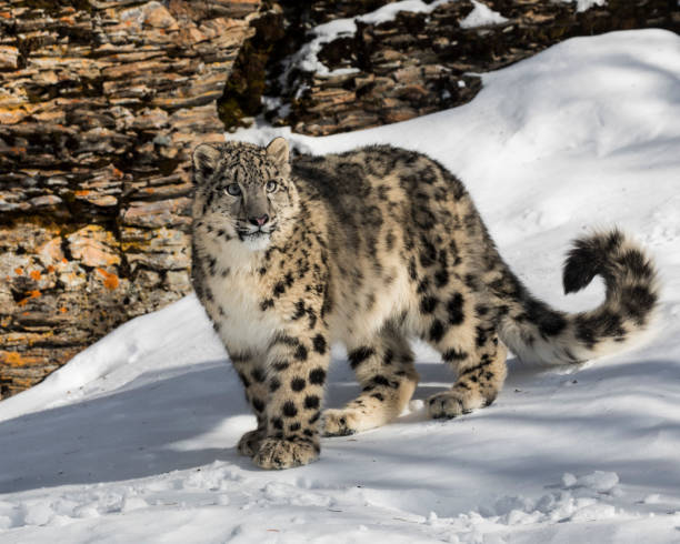 istock Snow Leopard cub in the snow 937499102