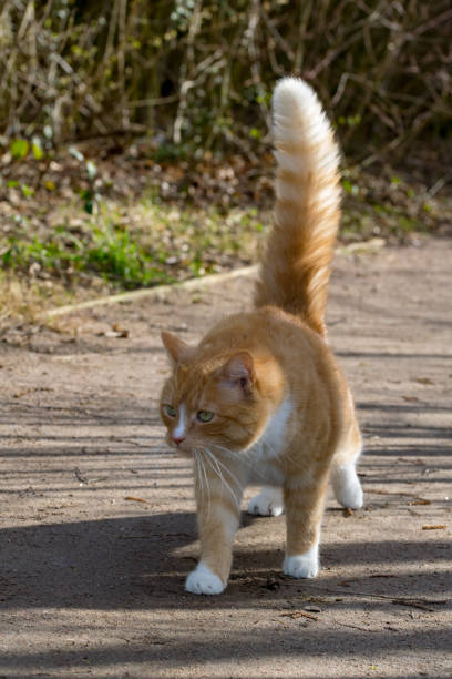 istock Domestic ginger cat defensive walking in sunshine with a puffed up tail 937499352