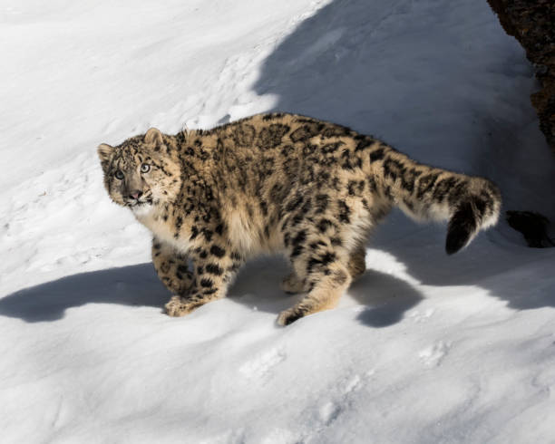 istock Snow Leopard cub in the snow 937499370
