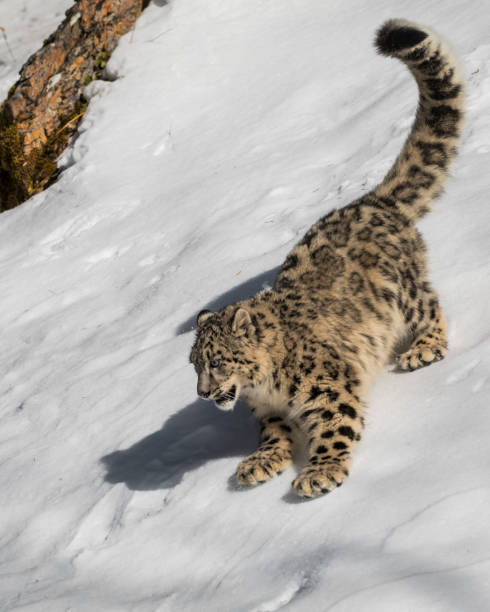istock Snow Leopard cub in the snow 937499410