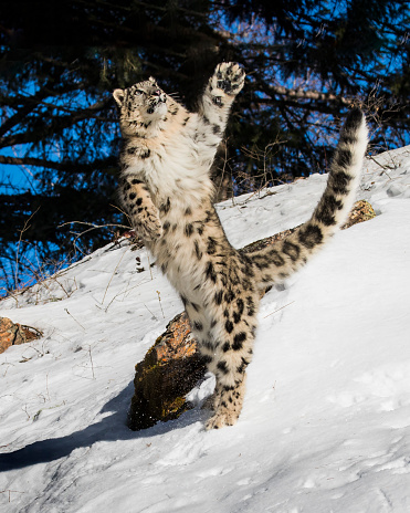 Snow Leopard in the Snow in Mountain