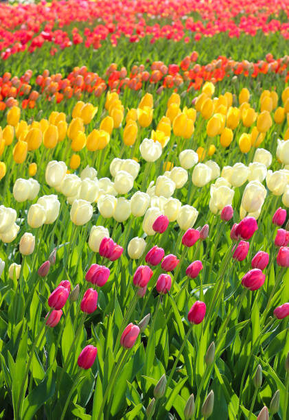 istock Field of multicolored tulips 937504946
