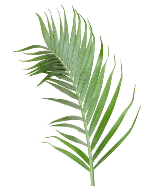 istock Green palm leaf isolated on white background 937505414