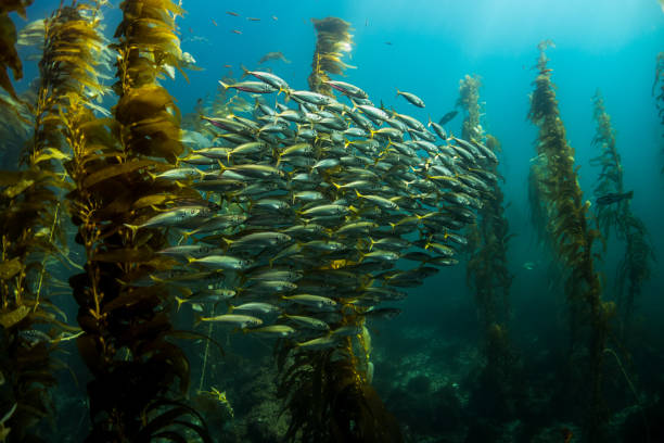 istock School of Fish in Kelp Forest 937507876