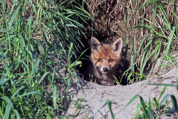 istock Young fox comes out of the hole 937511522