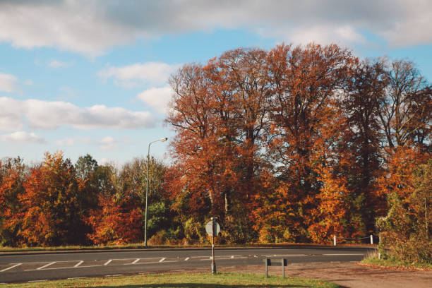 istock Trees By Road Against Sky During Autumn 937513816