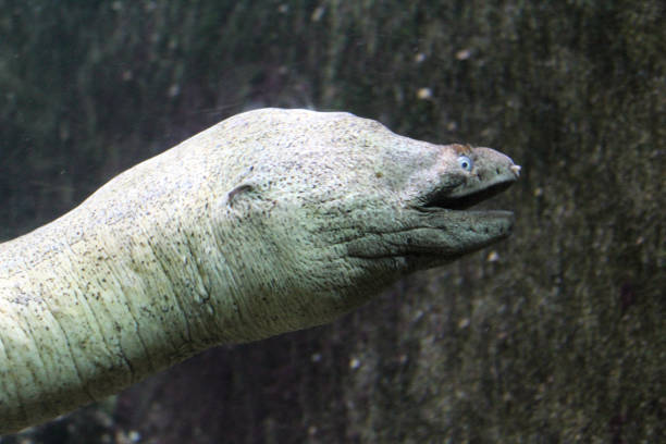 istock Mediterranean moray or roman eel (Muraena helena) swimming underwater 937514812