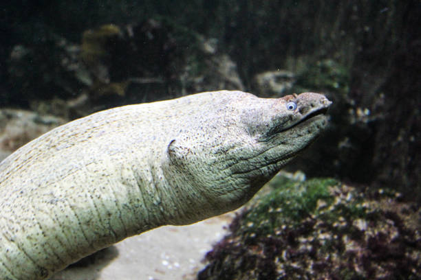 istock Mediterranean moray or roman eel (Muraena helena) swimming underwater 937514832