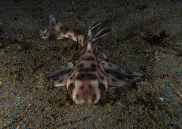 istock Cute little Horn Shark 937515190