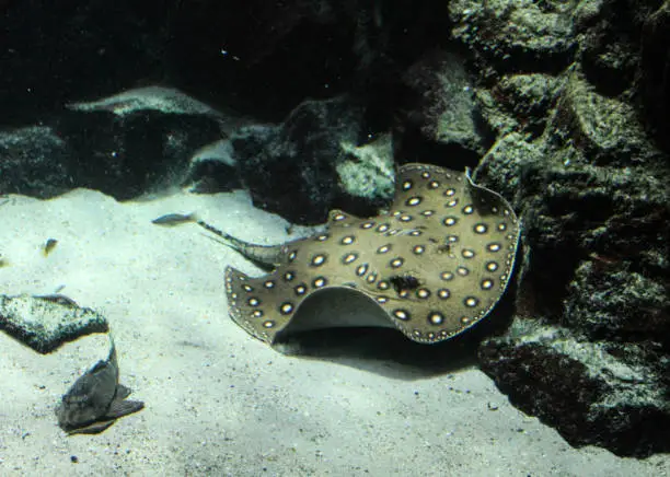 close up of ocellate river stingray