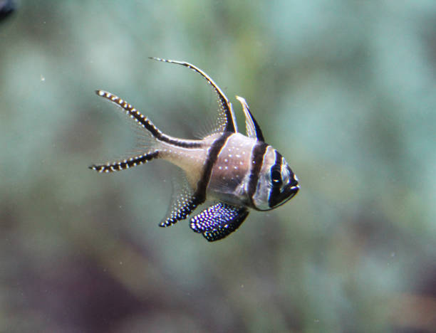 istock Banggai cardinalfish (Pterapogon kauderni) swimming underwater 937519650