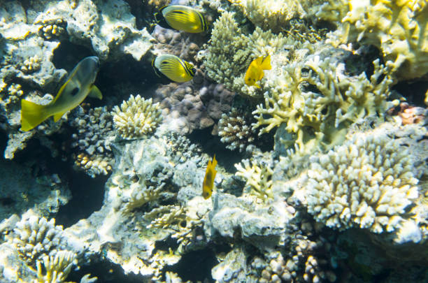 istock Bright fish near the coral. Lutianidae. 937522870