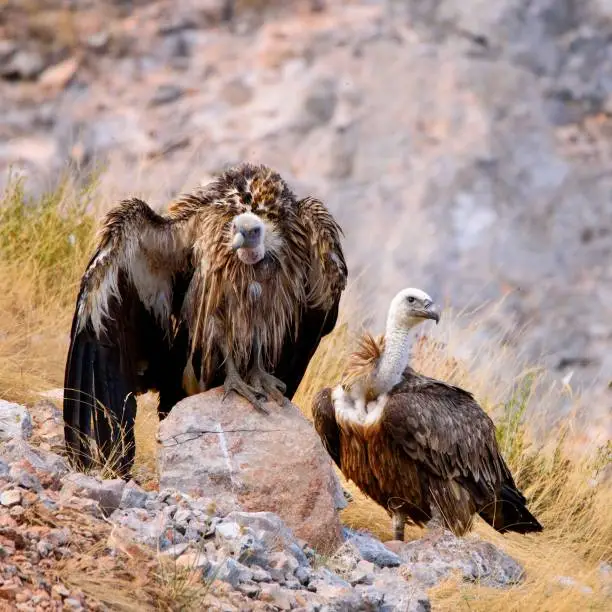 Two griffon vulture (Gyps fulvus)
