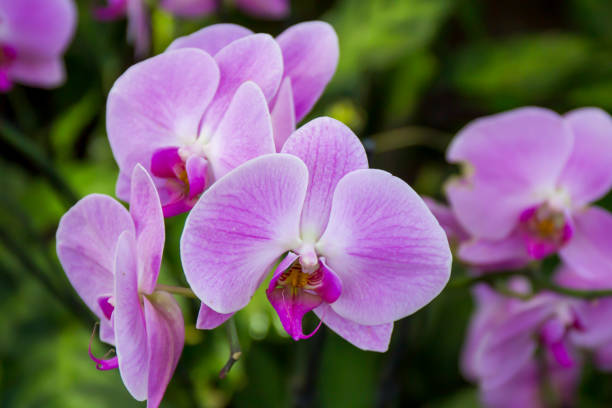 istock Blooming pink lilac Orchid in the wild 937523712