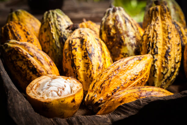 istock Cocoa beans and cocoa pod on a wooden surface. 937527086