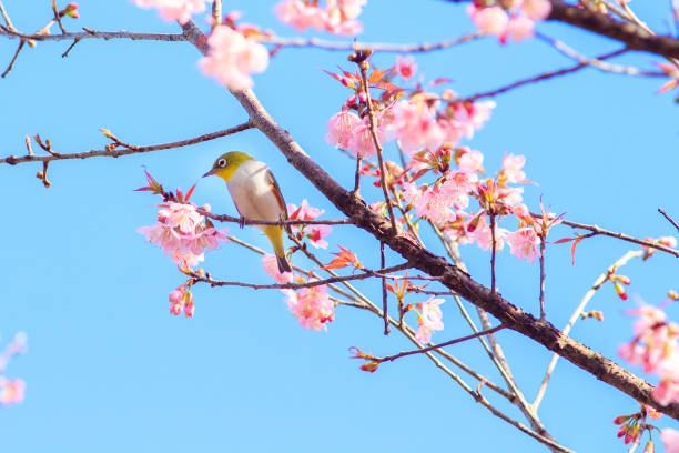 istock White-Eye Bird on Cherry Blossom and Sakura 937527128