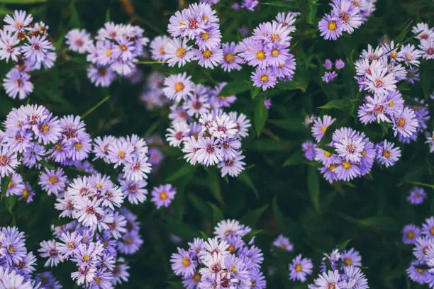 Lilac aster flowers