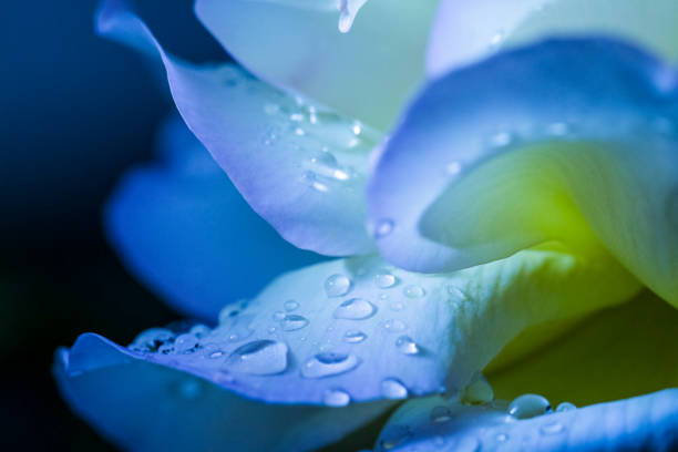 цветочный лепесток с каплями - nature abstract flower blue стоковые фото и изображения