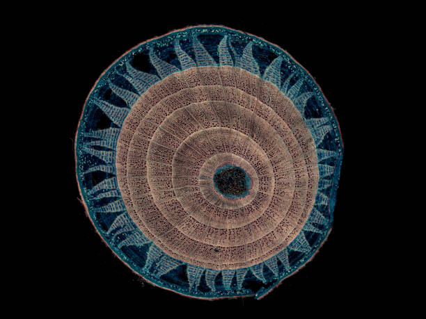 シナノキ - 植物の茎の顕微鏡断面カット - 暗視野 - beet common beet isolated root vegetable ストックフォトと画像