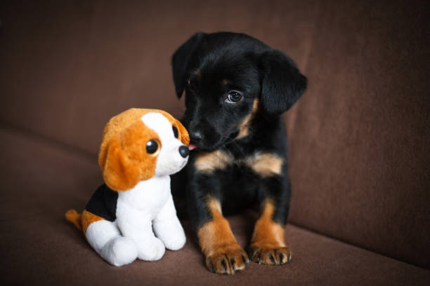 istock Happy puppy dog in bed 937528226