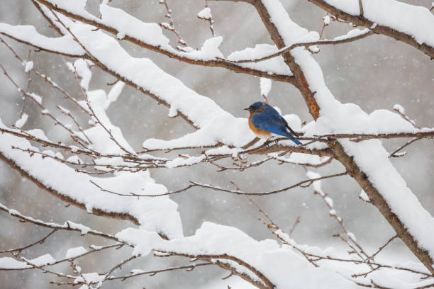 istock Adult Eastern Bluebird (Sialia sialis) In a Snowstorm 937528408
