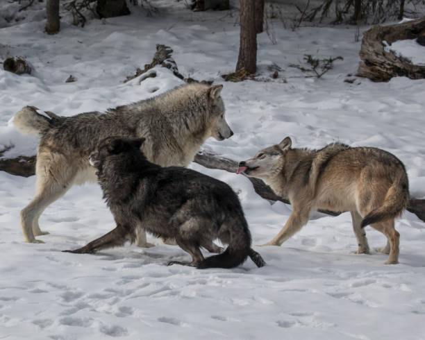 istock Wolf  showing submission to the head master or mistress 937531220