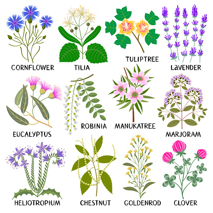 Plants for Honey Producing. Cornflower, Tilia, Tuliptree, Lavender, Eucalyptus, Robinia, Manuka tree, Marjoram, Heliotropium, Chestnut, Goldenrod, Clover.