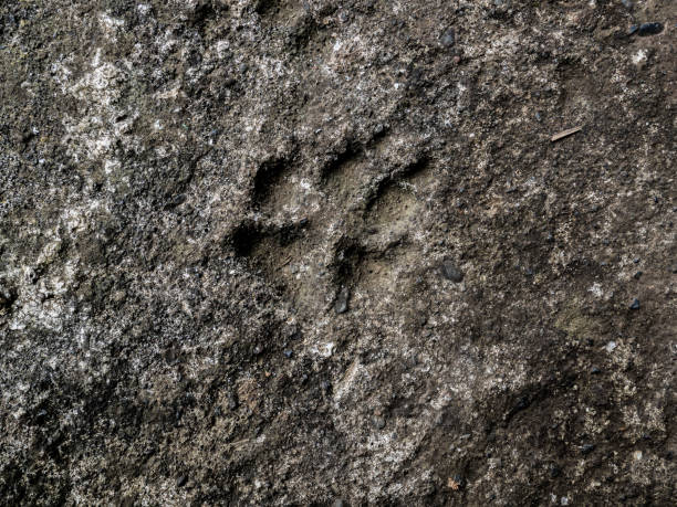 istock Imprint of a dog paw in cement 937536190