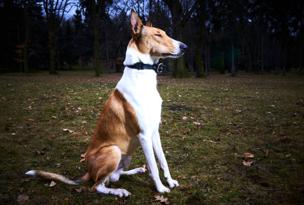 istock Smooth Collie dog in park at dusk 937539168