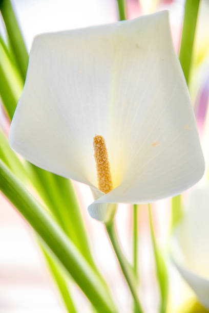 istock Lilies exposed to a sunny day 937539828