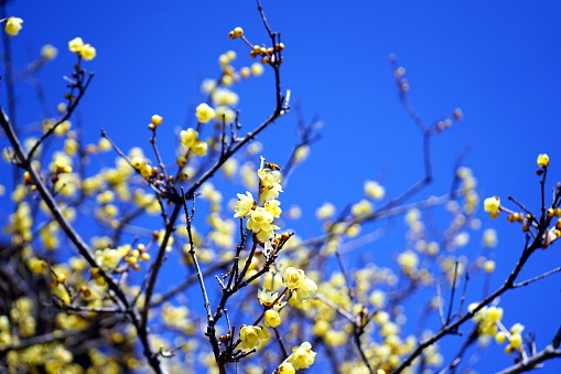 The yellow plum flower with nice smell luring a bee to taste its sweetness.