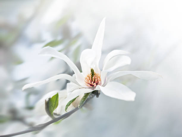 istock blossoming magnolia flowers 937542606