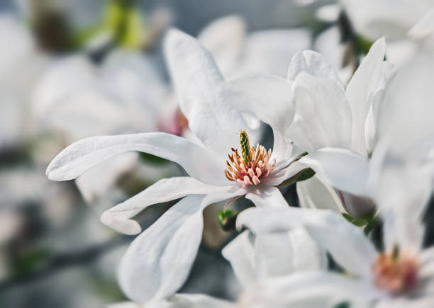 istock blossoming magnolia flowers 937542698