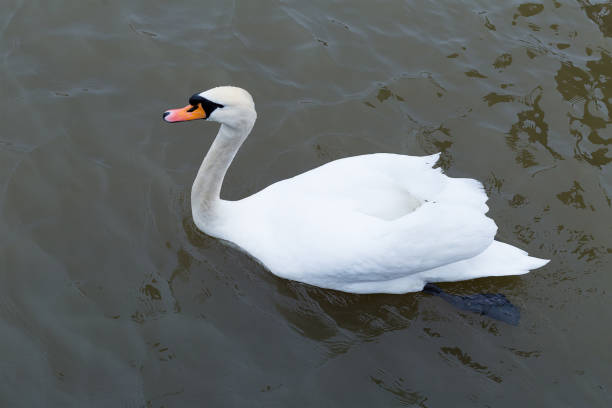 istock beautiful white swan floating on the smooth surface of the water spring day 937543604
