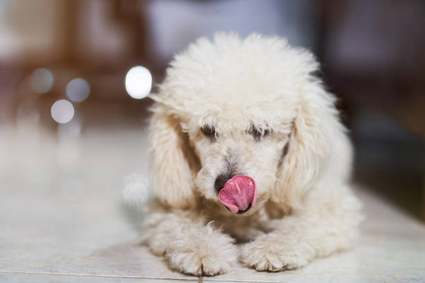 彼の鼻を舐めているプードル犬 - licking ストックフォトと画像