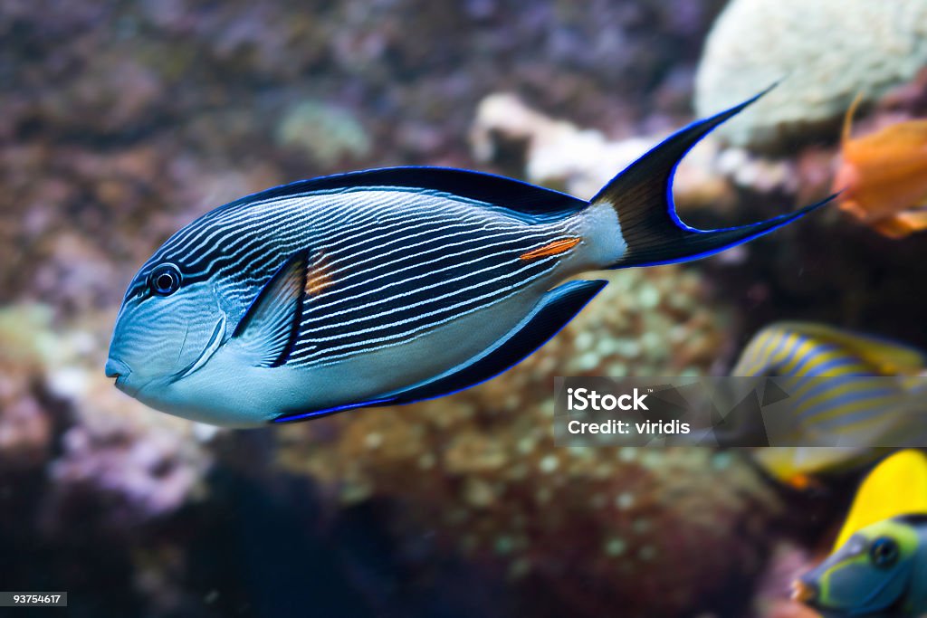 ปลาเขตร้อน Sohal Surgeonfish - ไม่มีค่าลิขสิทธิ์ วงศ์ป�ลาขี้ตังเบ็ด ภาพสต็อก