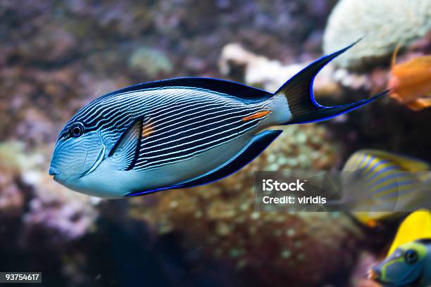 ปลาเขตร้อน Sohal Surgeonfish ภาพสต็อก - ดาวน์โหลดรูปภาพตอนนี้ - วงศ์ปลาขี้ตังเบ็ด, ท้องทะเล, ปลาเขตร้อน - ปลาน้ำเค็ม
