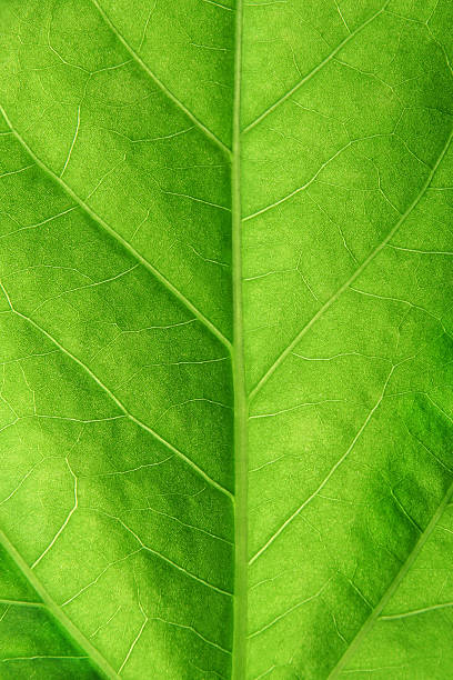 green leaf close up stock photo