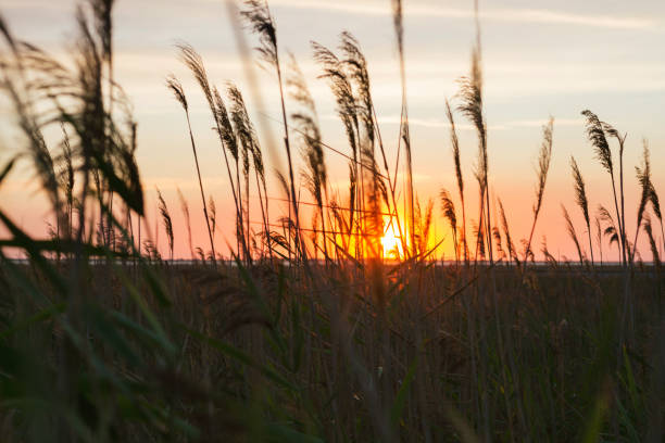 istock Close up of ears of grass on sunset background 937547522