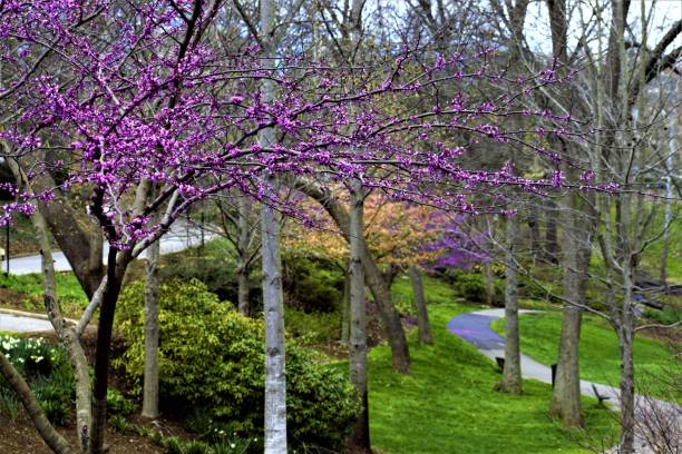 istock Some Blooming Redbud Trees in the Park 937547612