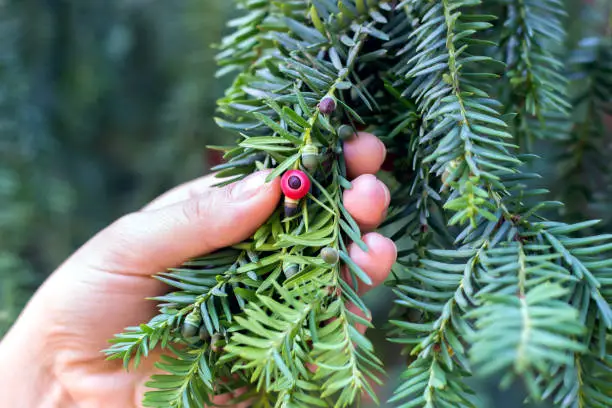 Hand holds a branch of an green yew with ripening berries