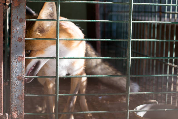 istock Fox contained in a small cage, cruelty to animals 937550024