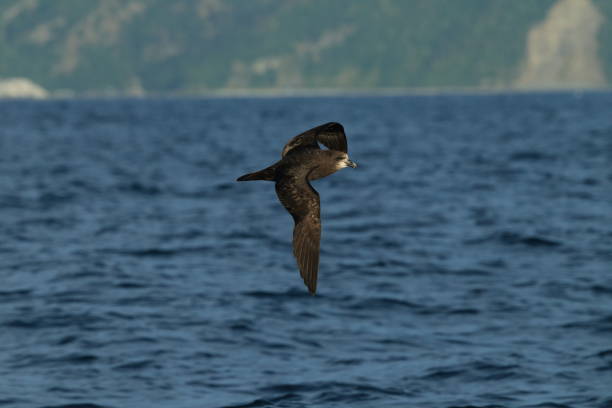 istock Grey-faced Petrel,great-winged petrel (Pterodroma macroptera) at New Zealand 937550080