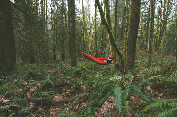 istock A young man relaxes in a hammock deep in the forest 937550570
