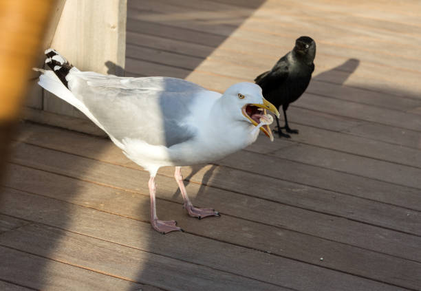 istock seagull eats plastic cutlery at the beach restaurant 937553324