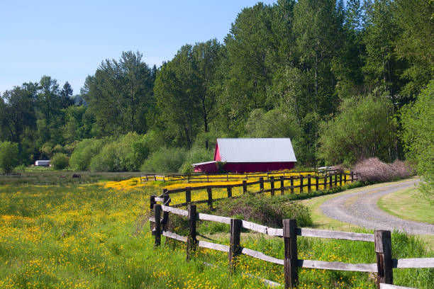istock Red Barn in Yellow Wildflower Field 937553442