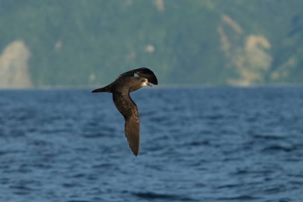 istock Grey-faced Petrel,great-winged petrel (Pterodroma macroptera) at New Zealand 937553652